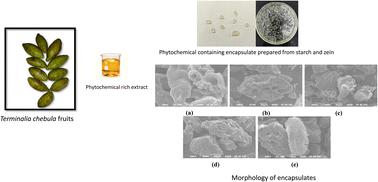 Encapsulation of bioactive compounds extracted from haritaki pulp (Terminalia chebula Retzius): characterization of physical, thermal, and morphological properties