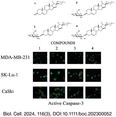 Diosgenyl glucosamine conjugates increase pro-apoptotic and selective activities in cancer cell lines