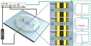 Microfluidic impedance cytometry with flat-end cylindrical electrodes for accurate and fast analysis of marine microalgae†