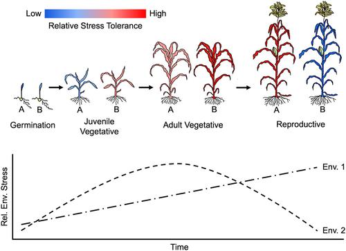 Ontogenetic changes in ecophysiology are an understudied yet important component of plant adaptation