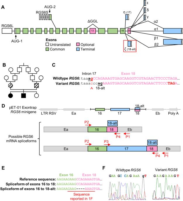 A splice acceptor variant in RGS6 associated with intellectual disability, microcephaly, and cataracts disproportionately promotes expression of a subset of RGS6 isoforms