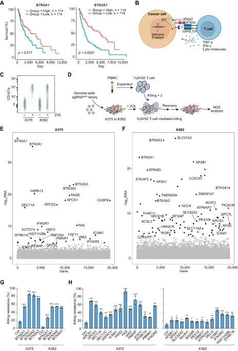 Unsynchronized butyrophilin molecules dictate cancer cell evasion of Vγ9Vδ2 T-cell killing