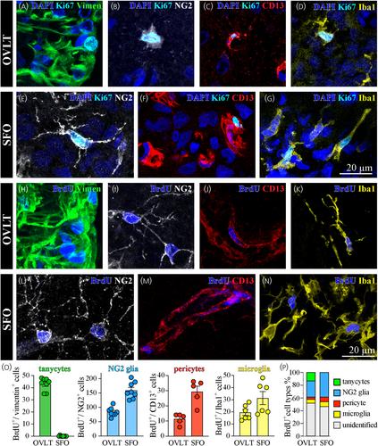 Constitutive cell proliferation and neurogenesis in the organum vasculosum lamina terminalis and subfornical organ of adult rats