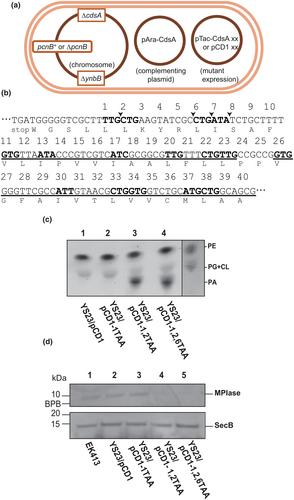 CdsA, a CDP-diacylglycerol synthase involved in phospholipid and glycolipid MPIase biosynthesis, possesses multiple initiation codons