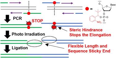 Development of PCR primers enabling the design of flexible sticky ends for efficient concatenation of long DNA fragments†