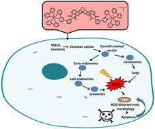 Tracking the cellular uptake and phototoxicity of Ru(ii)-polypyridyl-1,8-naphthalimide Tröger's base conjugates†