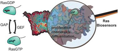 Genetically encodable biosensors for Ras activity