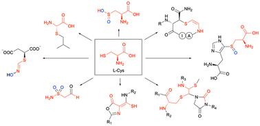 Unusual cysteine modifications in natural product biosynthesis