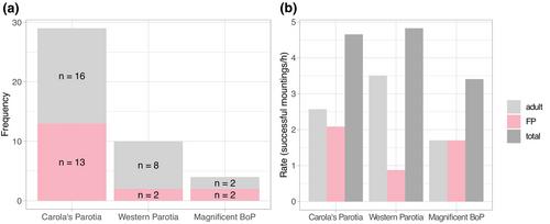 Video evidence of mountings by female-plumaged birds of paradise (Aves: Paradisaeidae) in the wild: Is there evidence of alternative mating tactics?