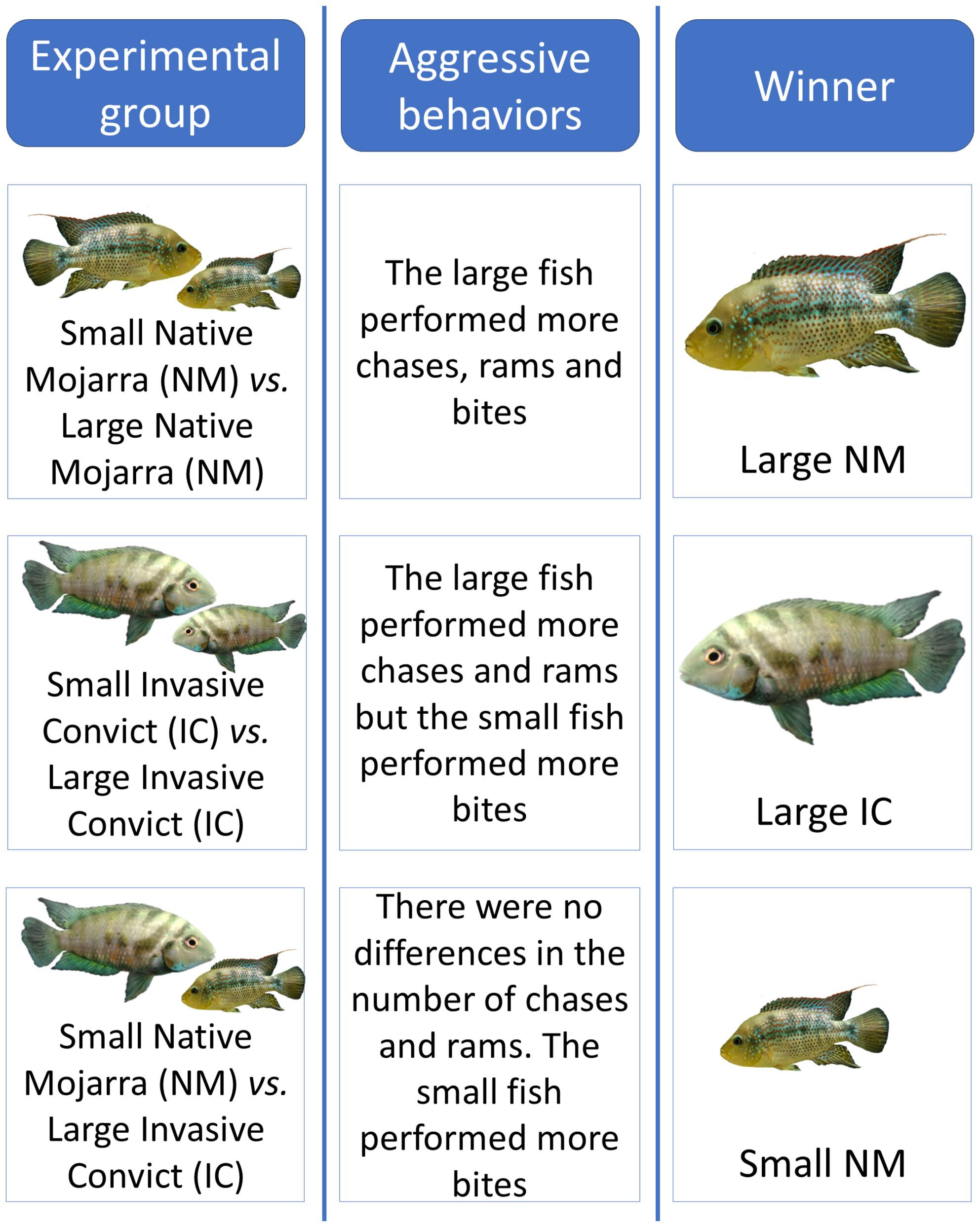 Aggressiveness overcomes body-size effects in contests between native and invasive cichlid fishes