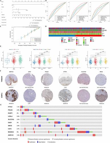 Anoikis-related genes as potential prognostic biomarkers in gastric cancer: A multilevel integrative analysis and predictive therapeutic value