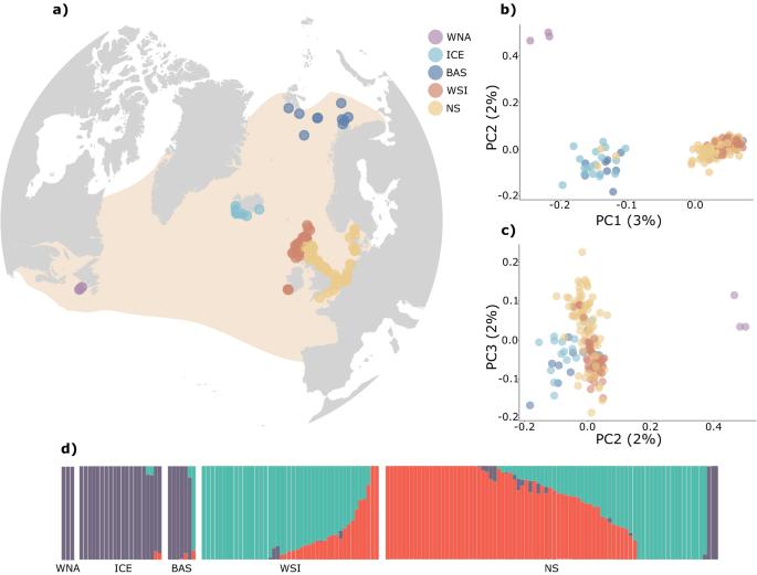 Population genomics of the white-beaked dolphin (Lagenorhynchus albirostris): Implications for conservation amid climate-driven range shifts