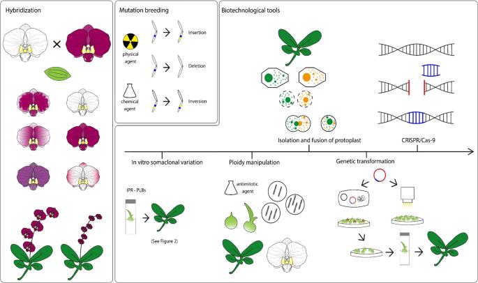 Breeding of ornamental orchids with focus on Phalaenopsis: current approaches, tools, and challenges for this century