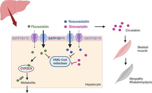 Precision medicine in cardiovascular therapeutics: Evaluating the role of pharmacogenetic analysis prior to drug treatment