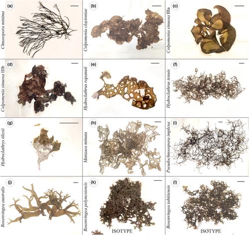 French Polynesian Scytosiphonaceae (Ectocarpales, Phaeophyceae): A combined molecular and morphological approach to their diversity and systematics