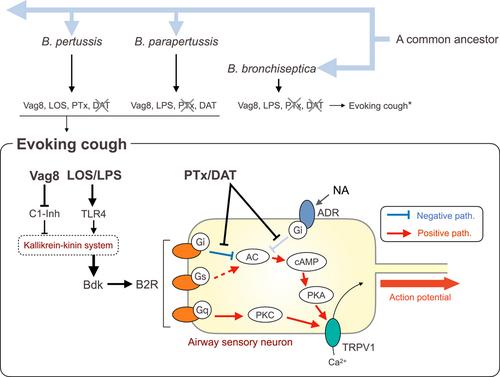 Current understanding of Bordetella-induced cough