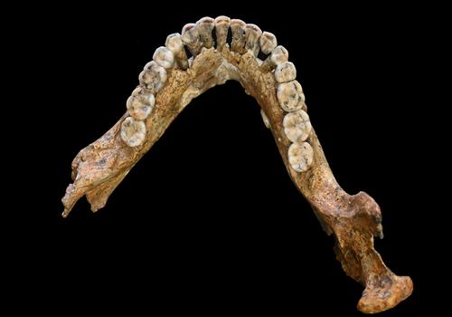 Masticatory habits of the adult Neanderthal individual BD 1 from La Chaise-de-Vouthon (France)