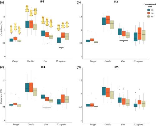 Cortical bone architecture of hominid intermediate phalanges reveals functional signals of locomotion and manipulation