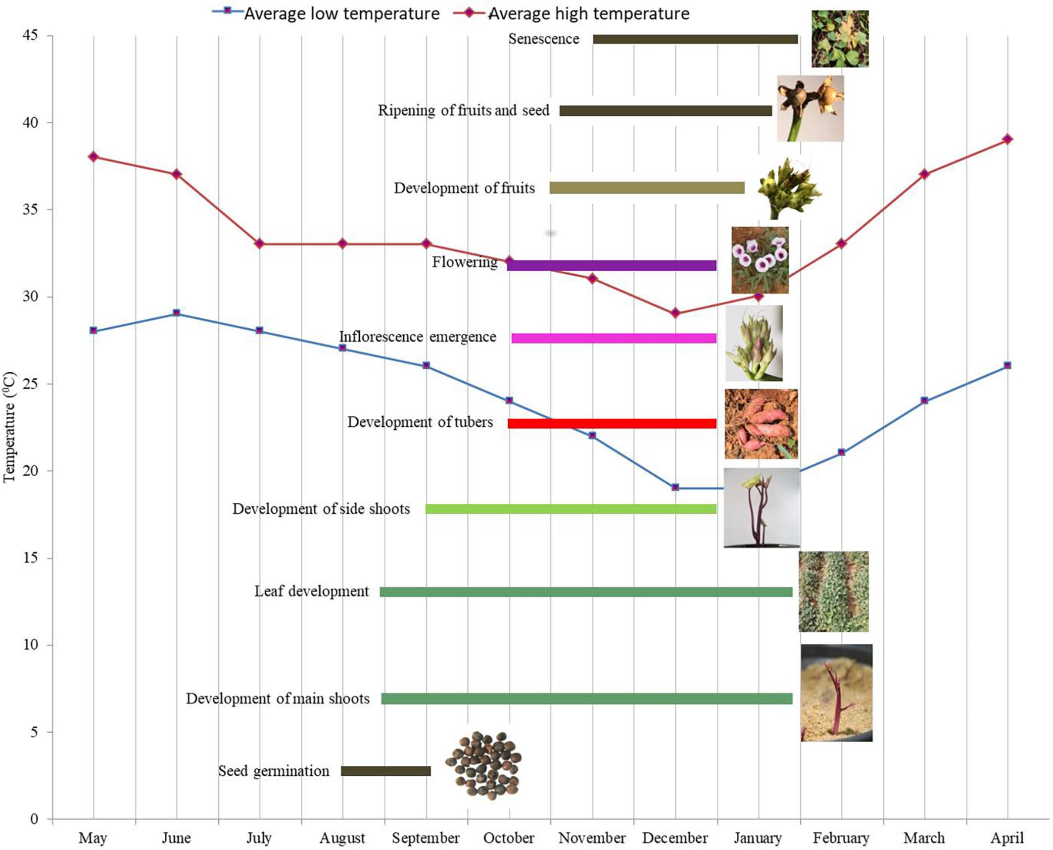 Phenological growth stages of sweet potato (Ipomoea batatas (L.) Lam.) according to the extended BBCH scale