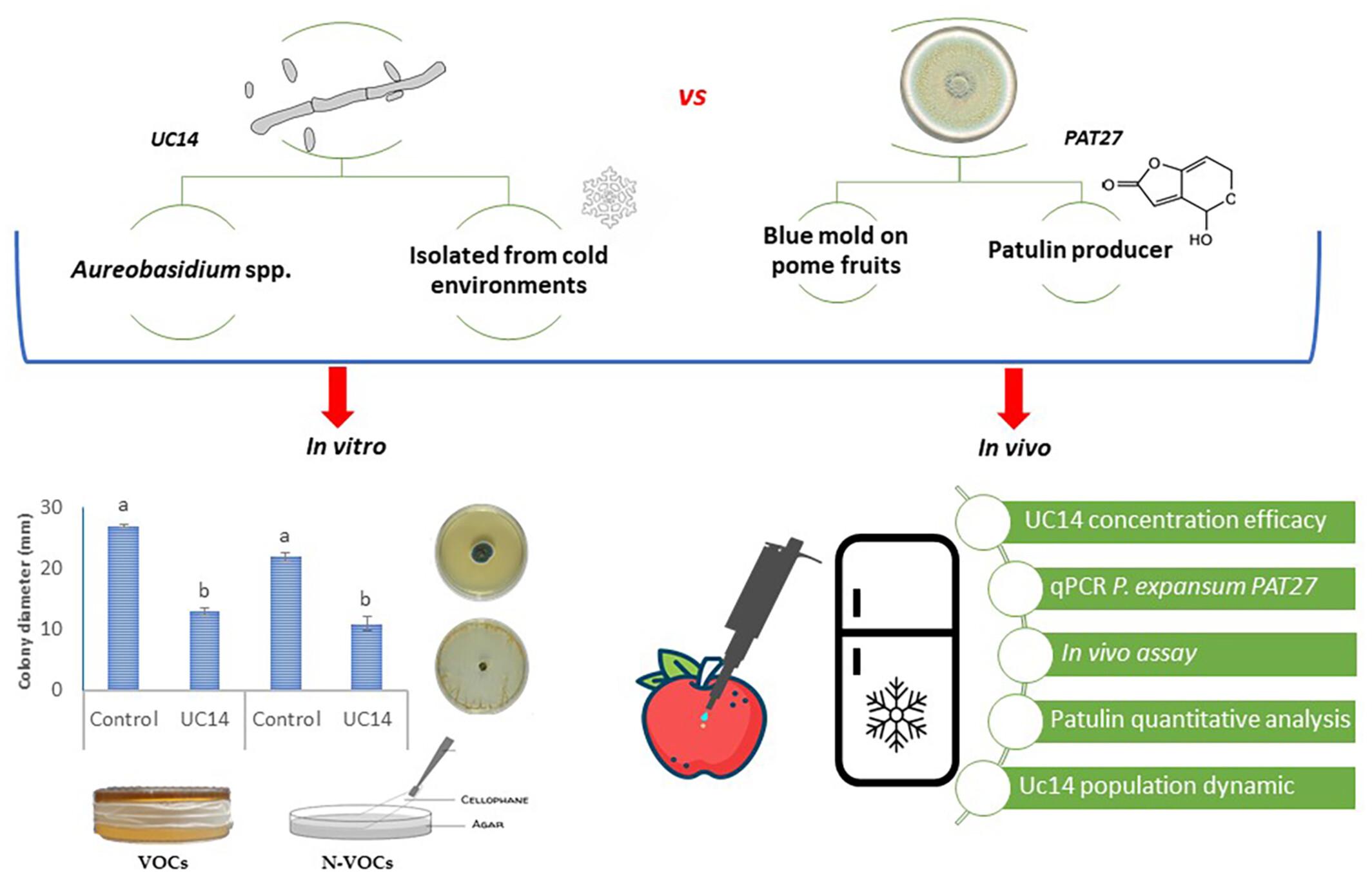 Aspects of the biocontrol activity of Aureobasidium spp. strain against Penicillium expansum of apple