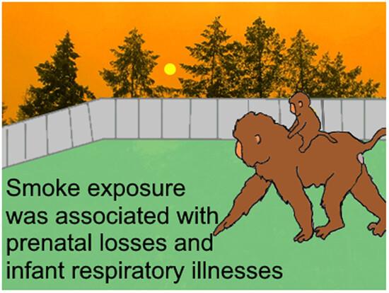 Excess prenatal loss and respiratory illnesses of infant macaques living outdoors and exposed to wildfire smoke