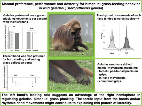 Manual preference, performance, and dexterity for bimanual grass-feeding behavior in wild geladas (Theropithecus gelada)