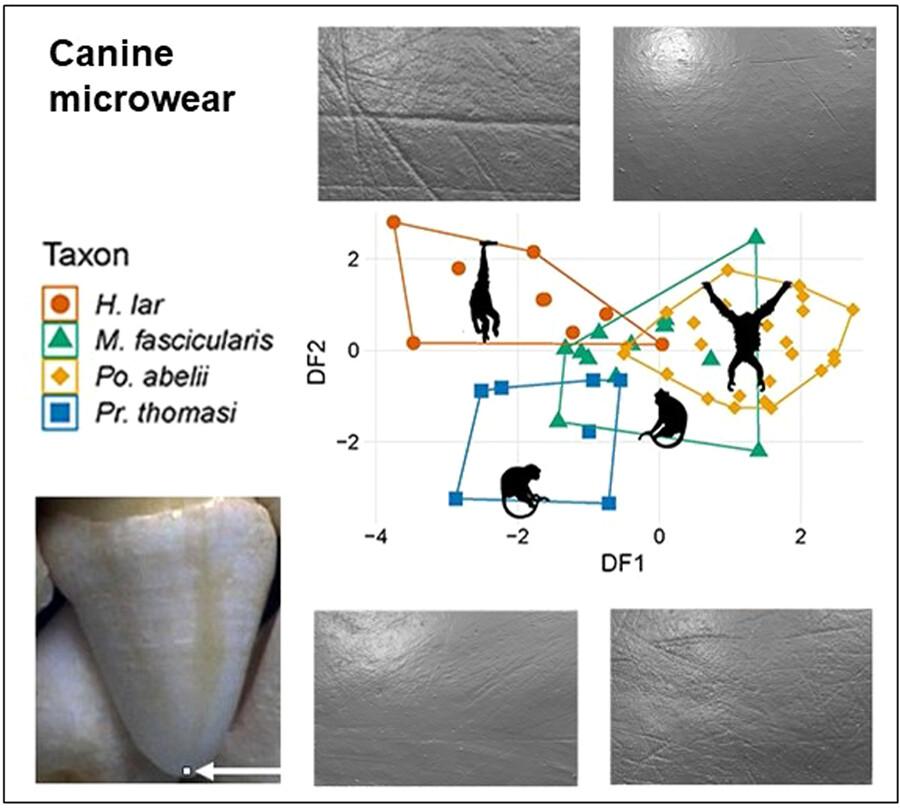 Stubby versus stabby: A preliminary analysis of canine microwear in primates: Implication for inferring ingestive behaviors