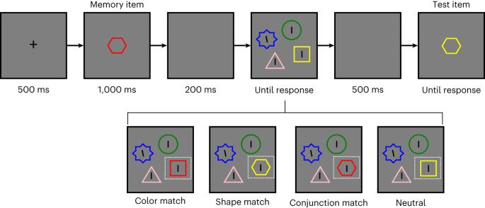 The dynamic process of hyperfocusing and hyperfiltering in schizophrenia