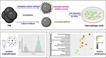 Surface property and in vitro toxicity effect of insoluble particles given by protein corona: Implication for PM cytotoxicity assessment