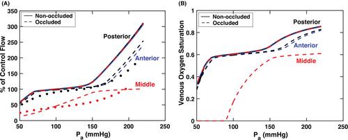 Modeling cerebrovascular responses to assess the impact of the collateral circulation following middle cerebral artery occlusion