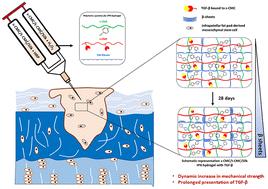 Engineering sulfated polysaccharides and silk fibroin based injectable IPN hydrogels with stiffening and growth factor presentation abilities for cartilage tissue engineering†