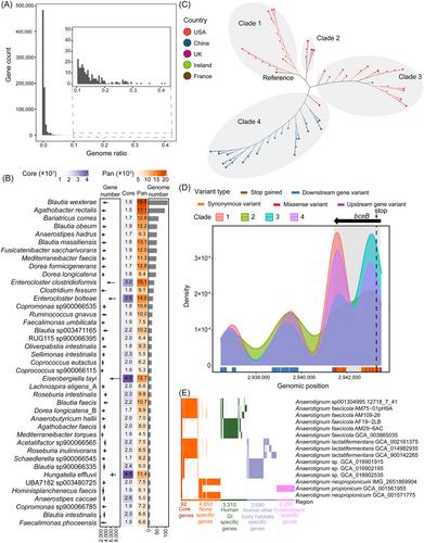 Isolation of potentially novel species expands the genomic and functional diversity of Lachnospiraceae