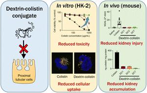 Dextrin conjugation to colistin inhibits its toxicity, cellular uptake and acute kidney injury in vivo†