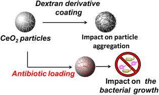 Cerium oxide particles: coating with charged polysaccharides for limiting the aggregation state in biological media and potential application for antibiotic delivery†