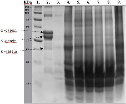 Comparison of quality properties of powder milk-based camel cheese depending on calf rennet concentration and microbial transglutaminase