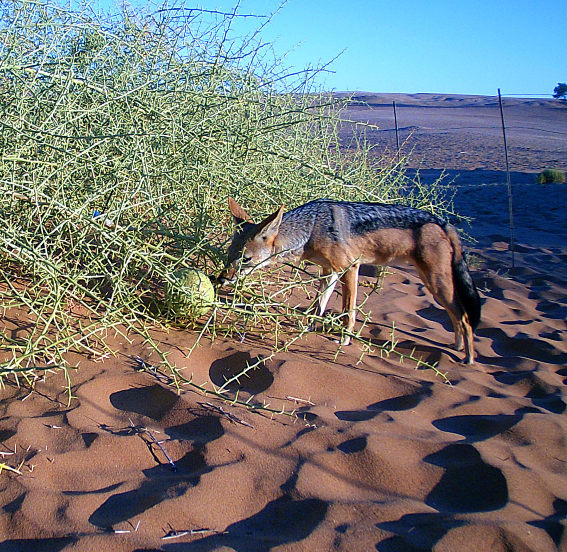 Frugivory by carnivores: Black-backed jackals are key dispersers of seeds of the scented !nara melon in the Namib Desert