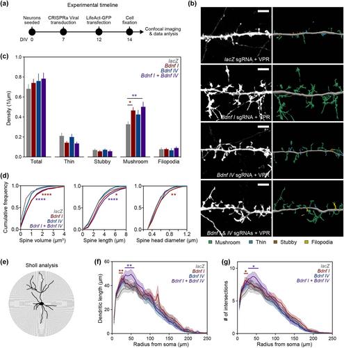 Distinct roles of Bdnf I and Bdnf IV transcript variant expression in hippocampal neurons