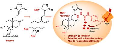 Nitrogen-containing andrographolide derivatives with multidrug resistance reversal effects in cancer cells†