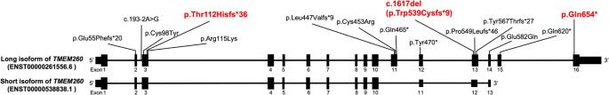 Genetic etiology of truncus arteriosus excluding 22q11.2 deletion syndrome and identification of c.1617del, a prevalent variant in TMEM260, in the Japanese population