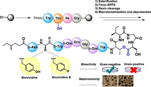 Synthesis, Structure–Activity Relationship Study, Bioactivity, and Nephrotoxicity Evaluation of the Proposed Structure of the Cyclic Lipodepsipeptide Brevicidine B