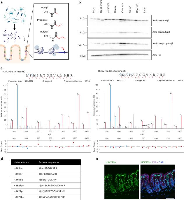 Histone butyrylation in the mouse intestine is mediated by the microbiota and associated with regulation of gene expression