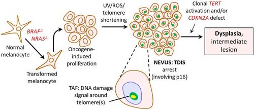 Review: Are moles senescent?