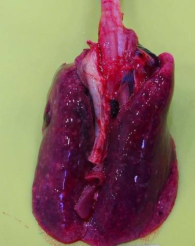 Toxoplasmosis epidemic in a population of urbanised allied rock-wallabies (Petrogale assimilis) on Magnetic Island (Yunbenun), North Queensland