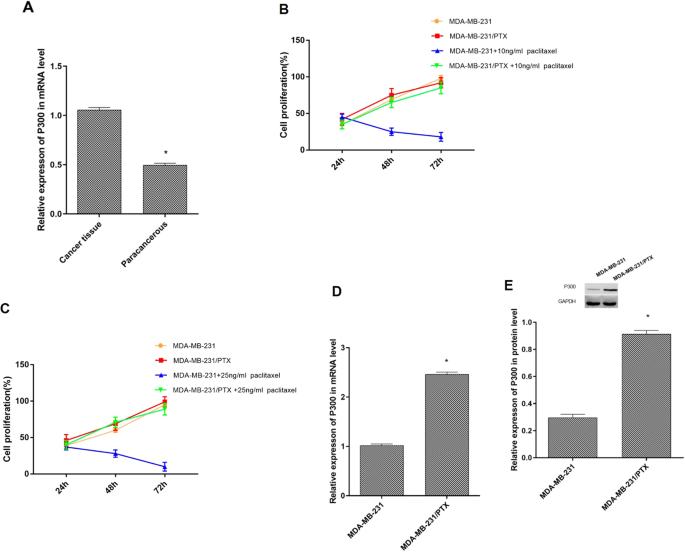 Upregulation of p300 in paclitaxel-resistant TNBC: implications for cell proliferation via the PCK1/AMPK axis