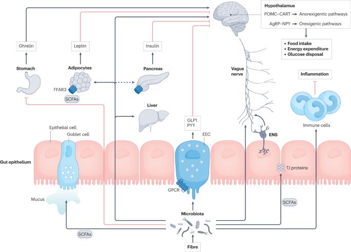 Effects of dietary fibre on metabolic health and obesity