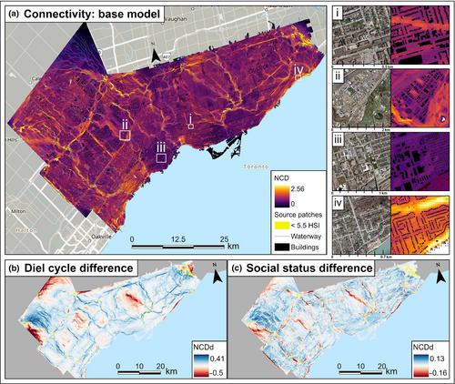 Dynamic connectivity assessment for a terrestrial predator in a metropolitan region