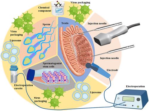 Comparison of two methods of sperm- and testis-mediated gene transfer in production of transgenic animals: A systematic review