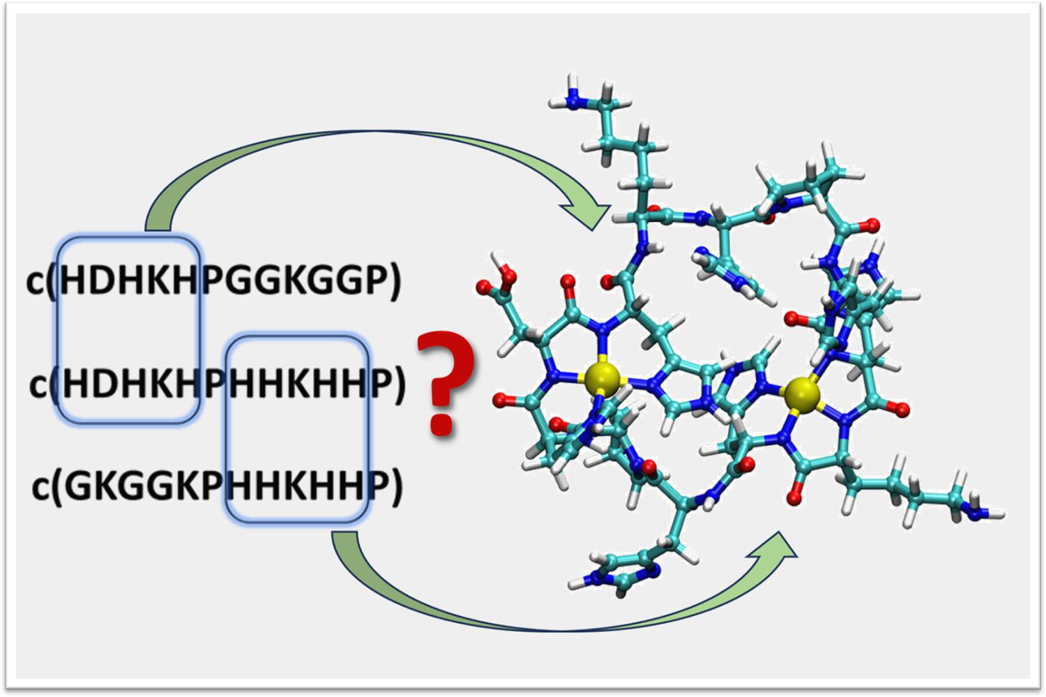 Detailed investigation of the binding abilities of the heterodomain of a multiHis cyclopeptide toward Cu(II) ions