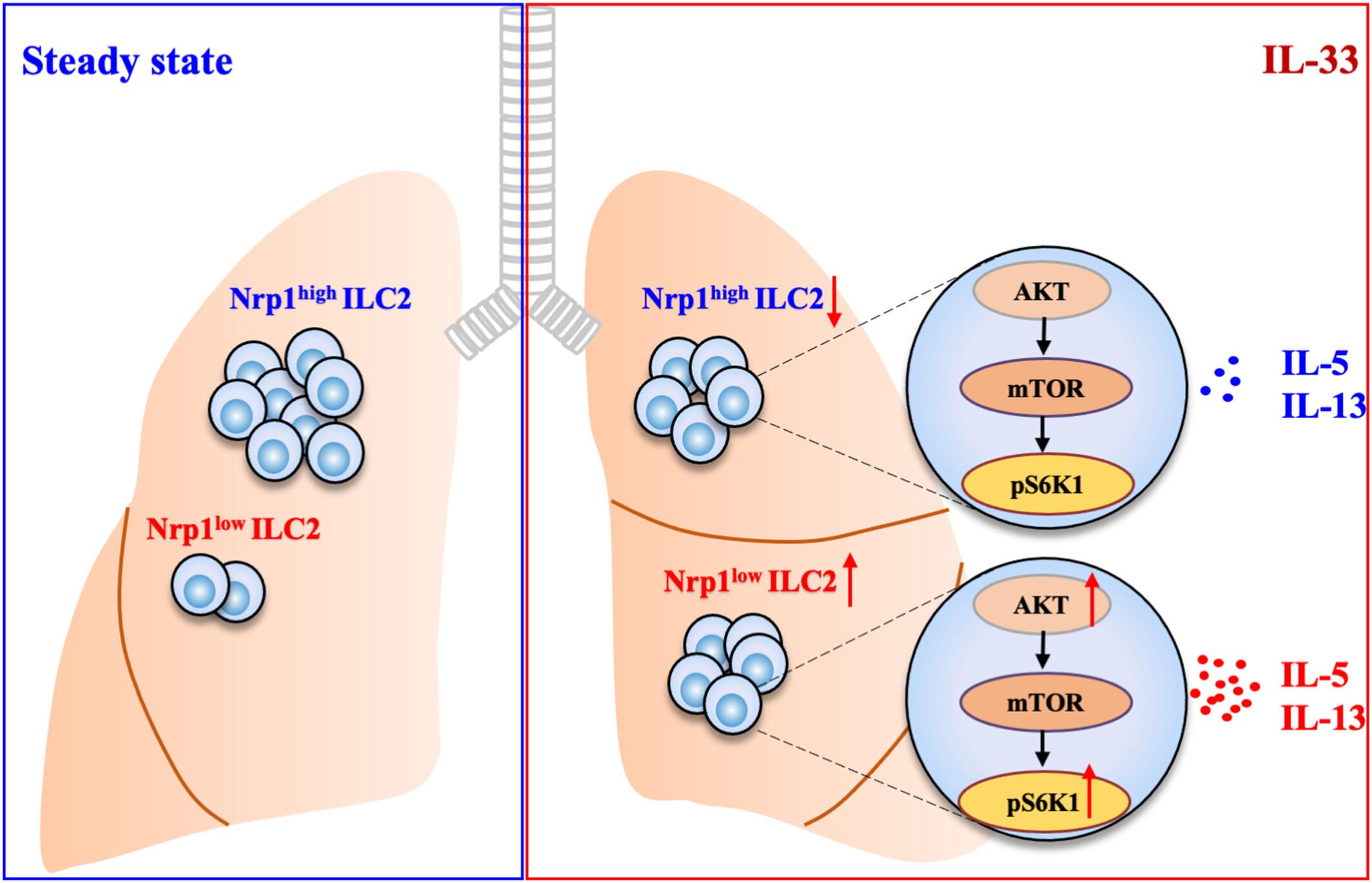 NRP1 downregulation correlates with enhanced ILC2 responses during IL-33 challenge