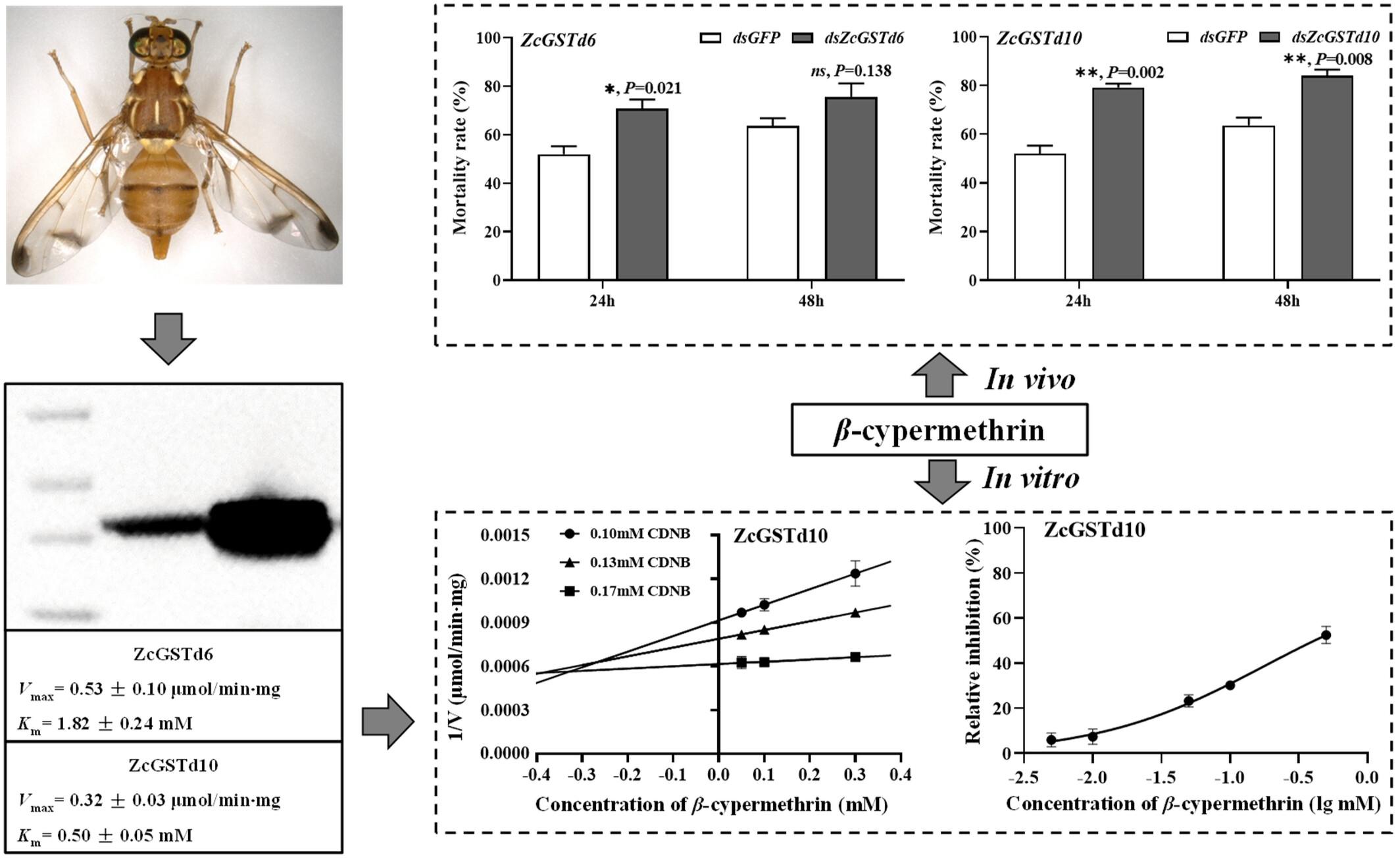 Suppressing the expression of glutathione S-transferase gene GSTd10 increases the sensitivity of Zeugodacus cucurbitae against β-cypermethrin